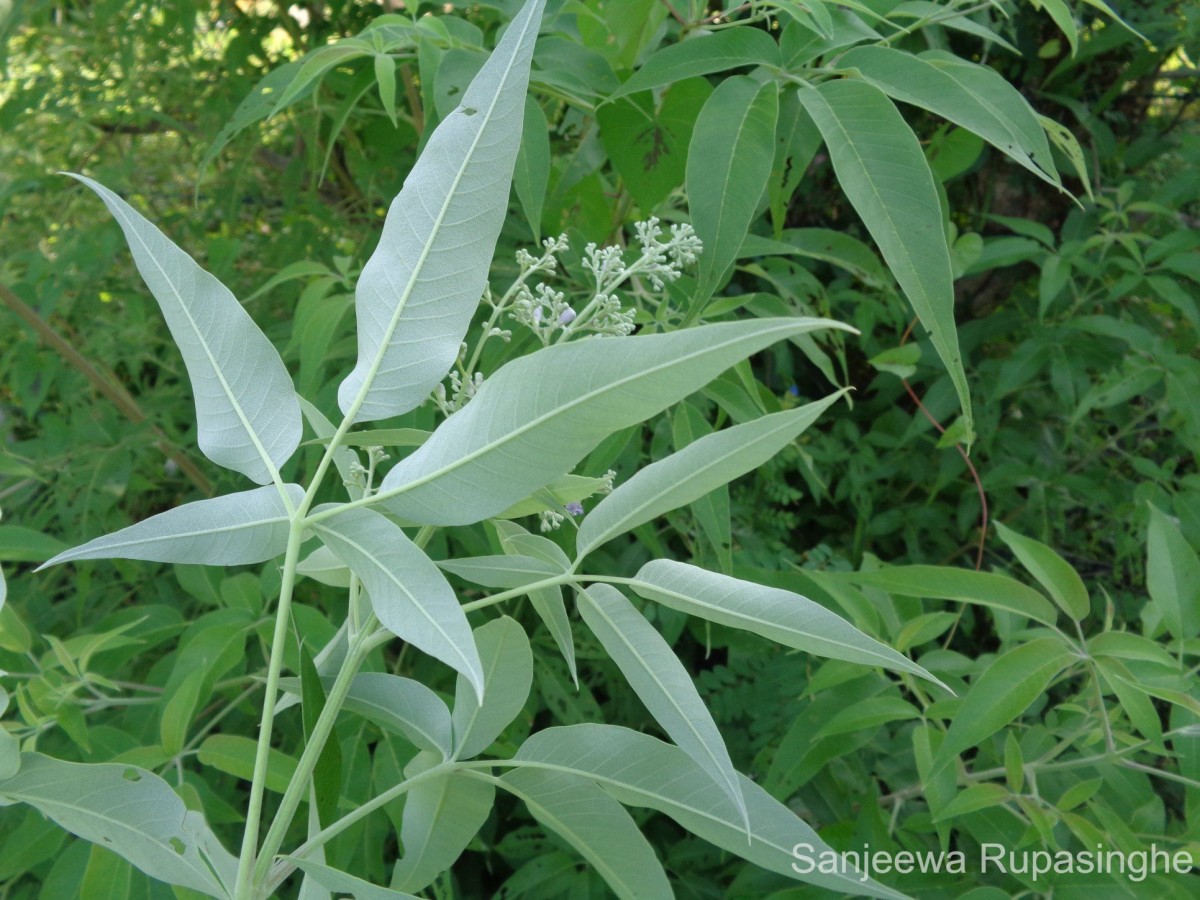 Vitex negundo L.